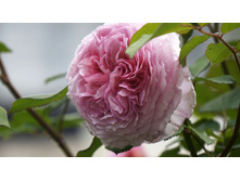 ������ ������