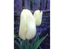 ������� ����� �����