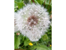 IMG 20170610 114729.jpg