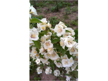 ��������� 12015.jpg