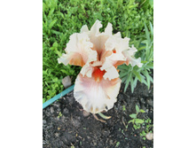 IMG 20170623 192249.jpg