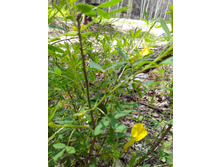 IMG 20170612 120025.jpg