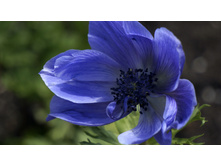 ������� DE CAEN