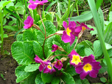 IMG 5291.JPG