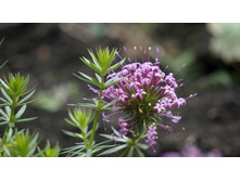 ������� ��������������