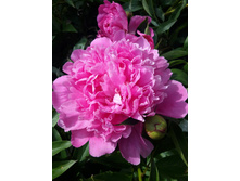 "��������"