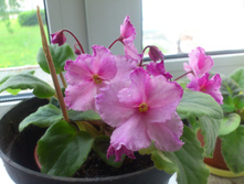 23-���� ������ (�� ����)