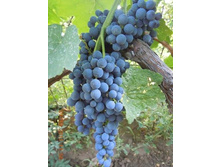 500x500.����� ������.jpg