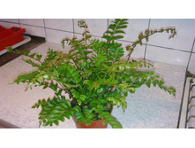 ����������� ��������� ( Didymochlaena truncatula)- 300 ���.