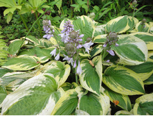 �������� �������� ������ ����� 30-40 ��.