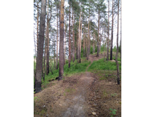 IMG 20170610 151554.jpg