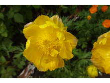 ������ ����������