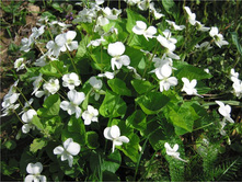 4851034.korolevskaj fialka.jpg