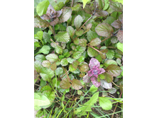 ������� ��������