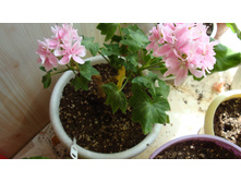 Rushmore Rhapsody( �������)