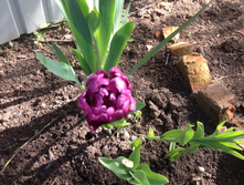 ������� ������� IMG 0944.JPG