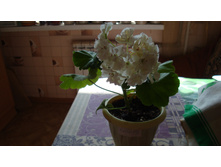 White Butterrfly(�������������)