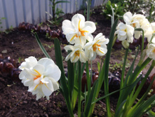 �������� ��� ������� ������� IMG 0942.JPG