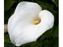 ����� ����� (���������)