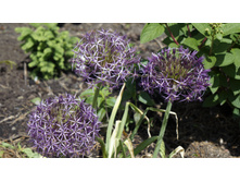 ��� ��������