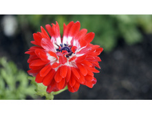 ������� ���������� ��. �������