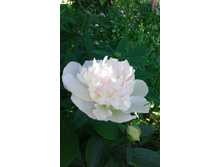 ��� ��������