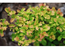 ������ ��������� ���� ���.jpeg