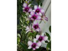 ���������������� ... ������ ���������