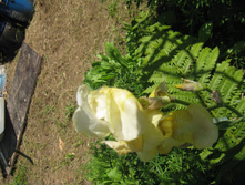 IMG 2360.JPG