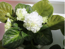 �� �������.jpg