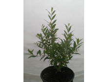 ��� �������������