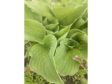 ����� ������� "�������"