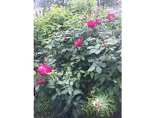 594fc804dbb08 img9680.JPG