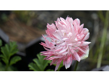 ������� ���������� ��. �������