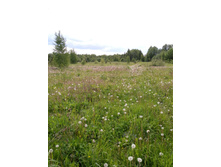 IMG 20170610 132541.jpg