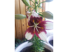 ����� ����� ������