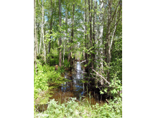 IMG 20170612 124339.jpg