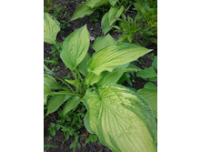 ����� "������� ����������"