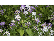 ������� ���������� ��������