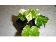 �������� ����������� �����������  ( Hibiscus Tiliaceus Tricolor.) - 200-  250  ���.