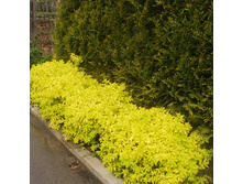 ������ ������ ��������.jpg