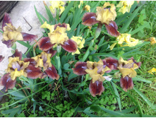 ���� Being Busy