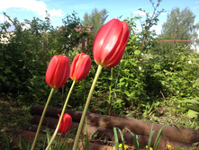 �������� ���� ��� ������� IMG 0949.JPG