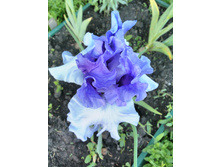 IMG 20170623 192244.jpg