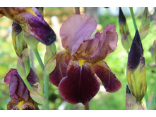 ���� ���� ������� (�ϣ ����)