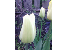 �������� Christmas Viri White