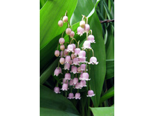 5911ec9b1ad71 flowers-pink-lily-of-the-valley.jpg