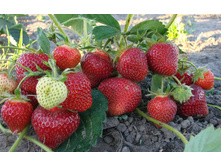 �������� ���� ����� ������� 4 �������.jpg