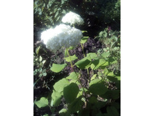 IMG 20160717 171250.jpg