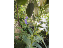 ����������� ����� 20,00 �